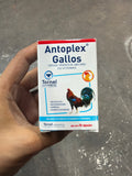 Antoplex gallos
