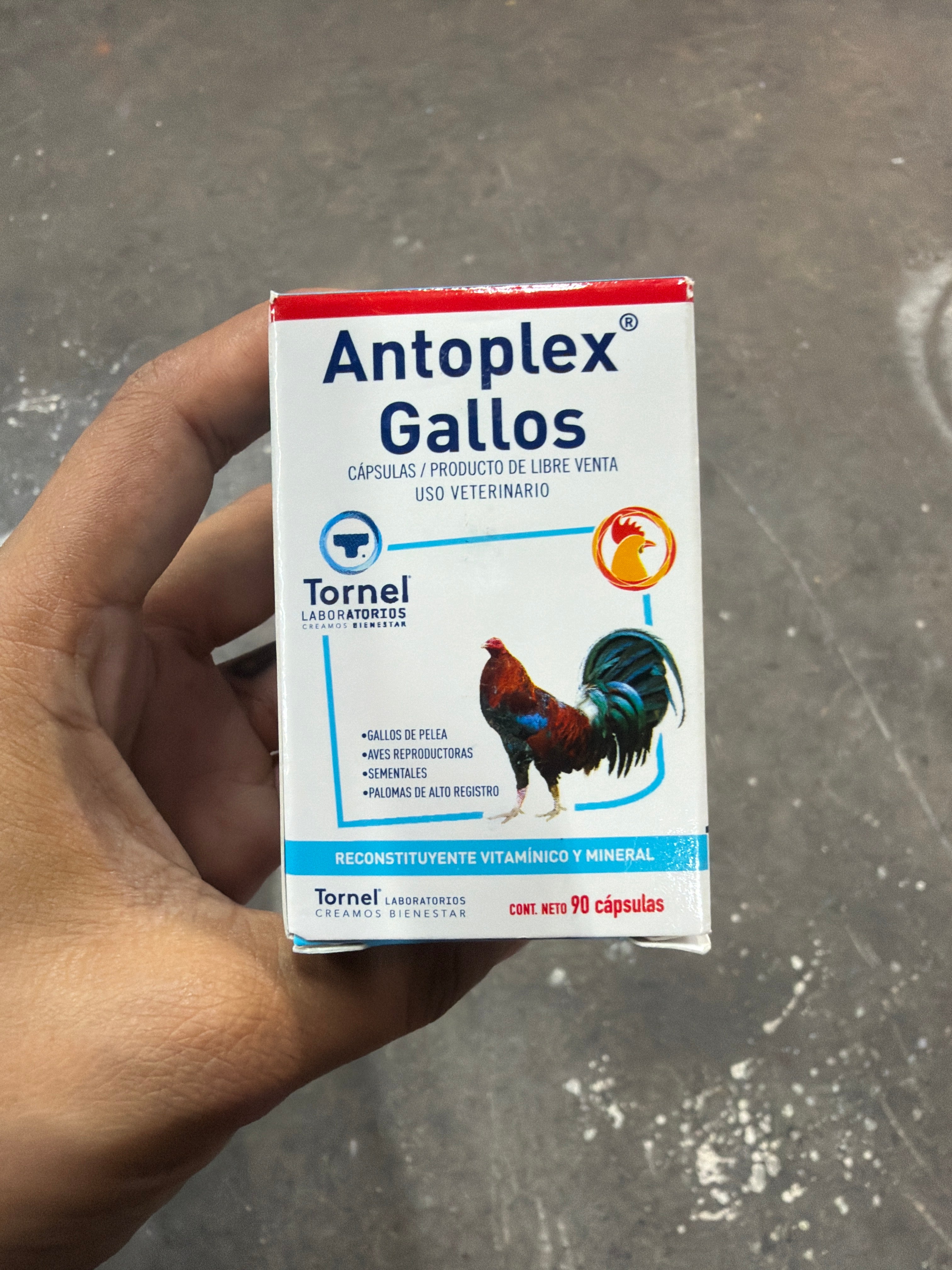 Antoplex gallos